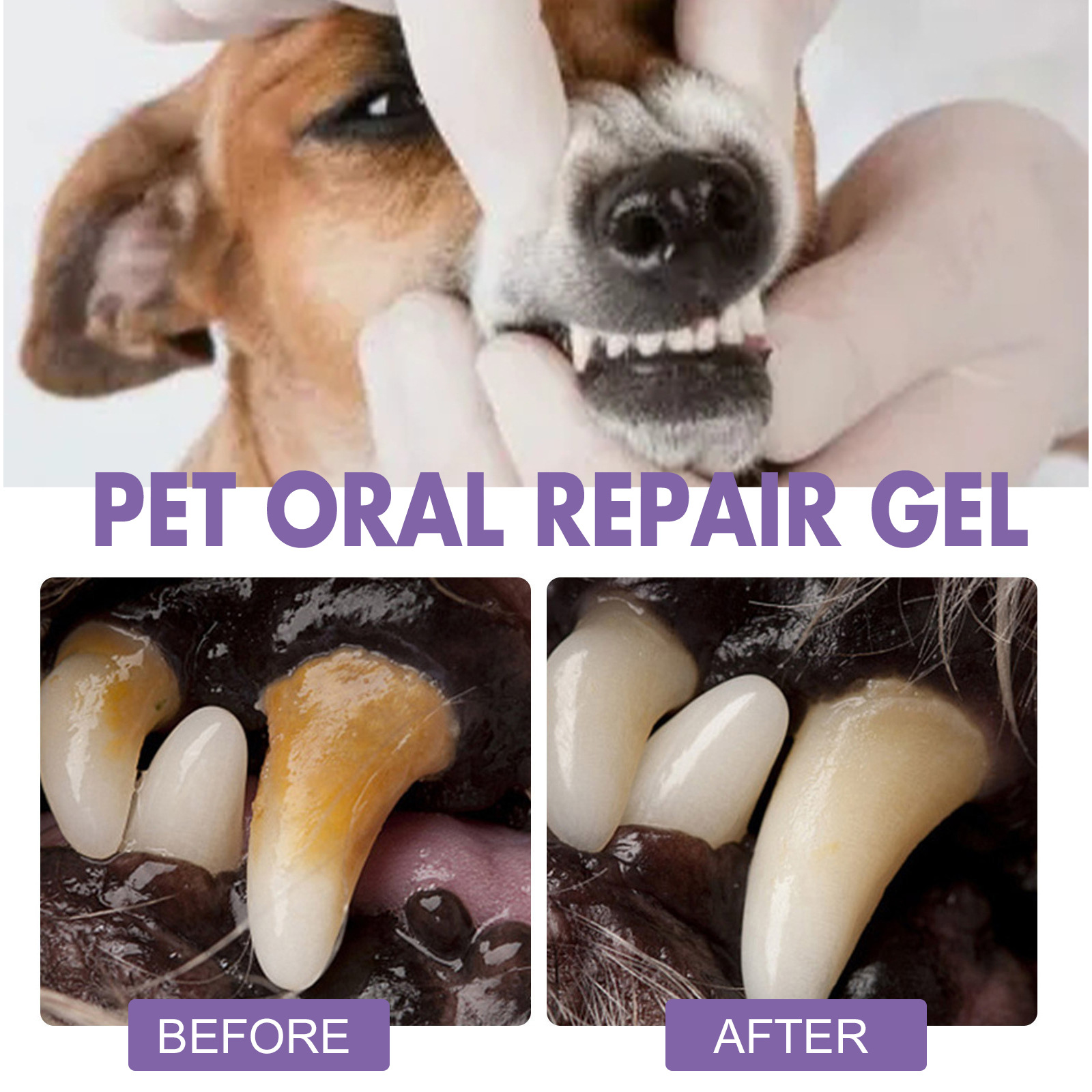 Gel perbaikan mulut hewan peli - Teeth Whitening Singapore ulasan dan harga