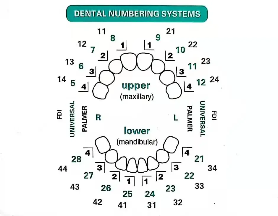 Cetakan Gigi untuk Veneer Resi - Teeth Whitening Moulds ulasan dan harga